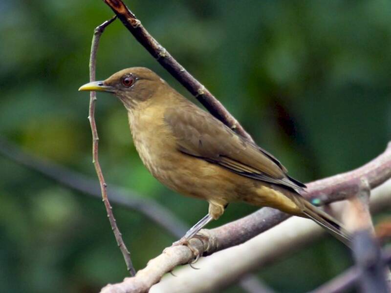 Clay-colored Thrush, Photos 3