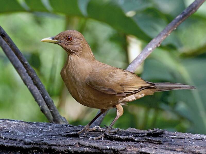 Clay-colored Thrush, Photos 4