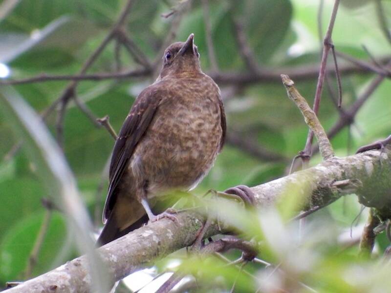 Clay-colored Thrush, Photos 2