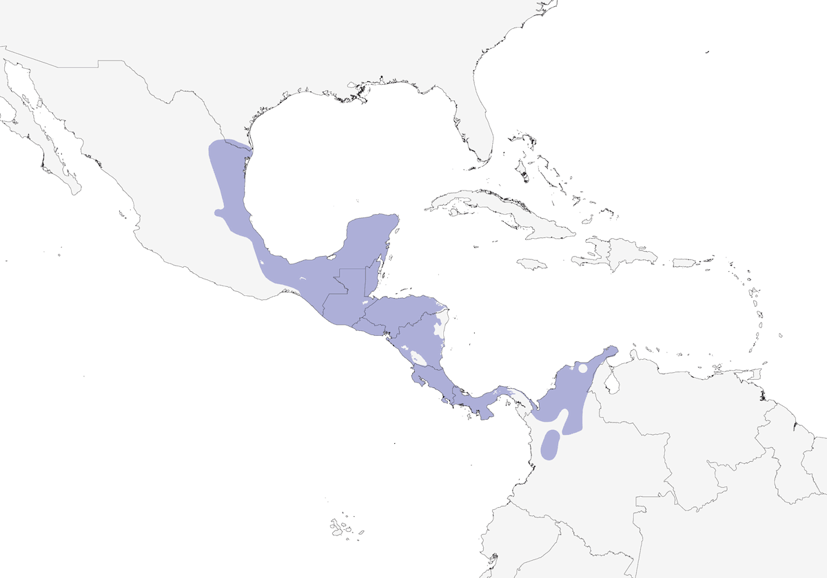 Clay-colored Thrush, Distribution 1