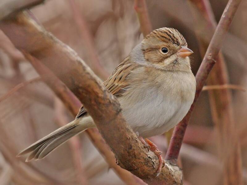 Clay-colored Sparrow