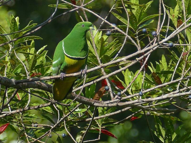 Colomba aliforme, Foto 4