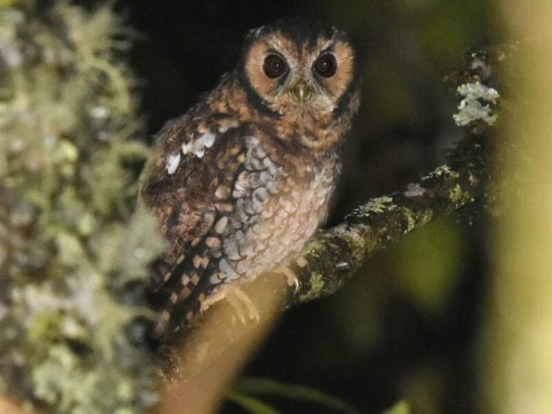 Assiolo della foresta nebulosa, Foto 3