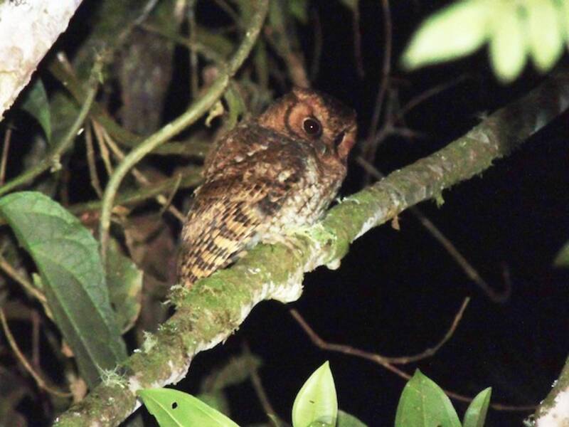 Cloud-forest Screech-Owl