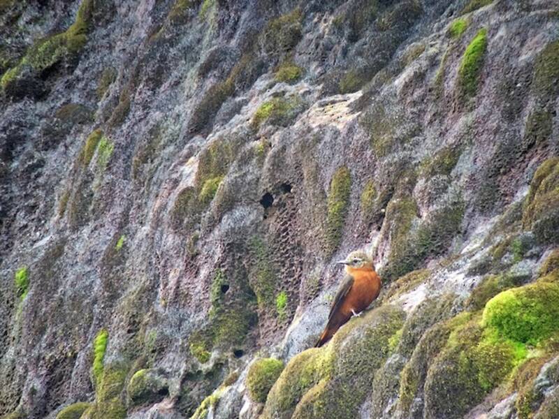 Moucherolle des rochers, Photos 4