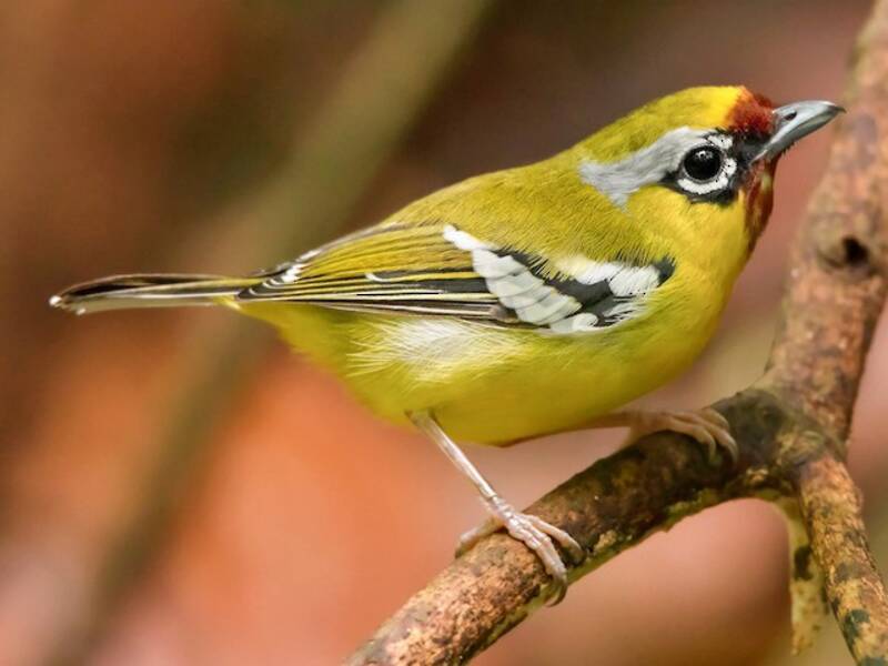 Ptérothius à cliquetis