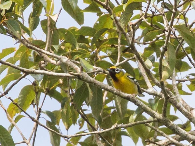 Clicking Shrike-Babbler, Photos 4