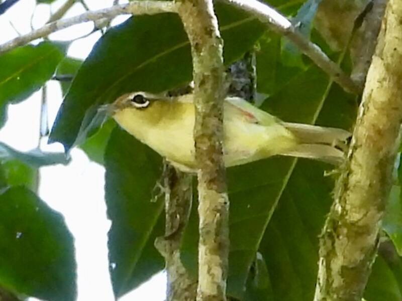 Clicking Shrike-Babbler, Photos 2