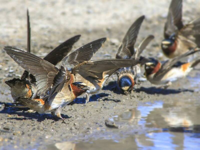 Cliff Swallow (Petrochelidon pyrrhonota)