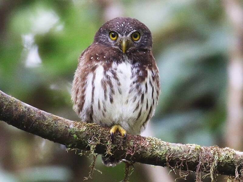 Cloud-forest Pygmy-Owl, Photos 4