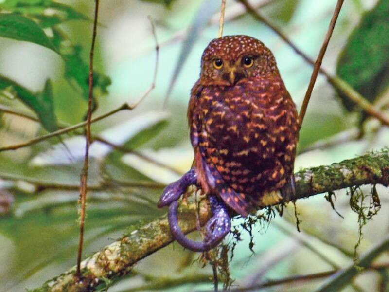Cloud-forest Pygmy-Owl, Photos 3