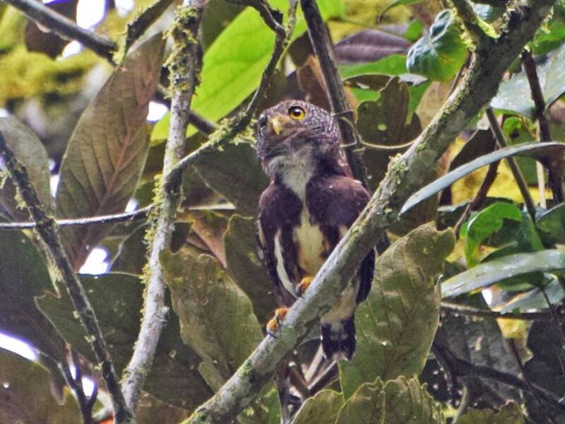 Cloud-forest Pygmy-Owl, Photos 2