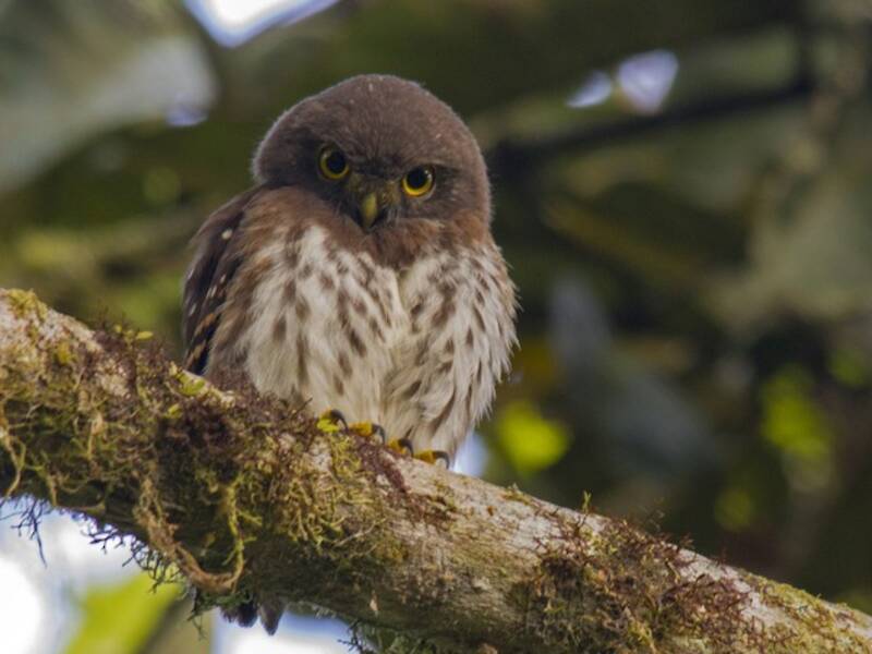 Cloud-forest Pygmy-Owl (Glaucidium nubicola)