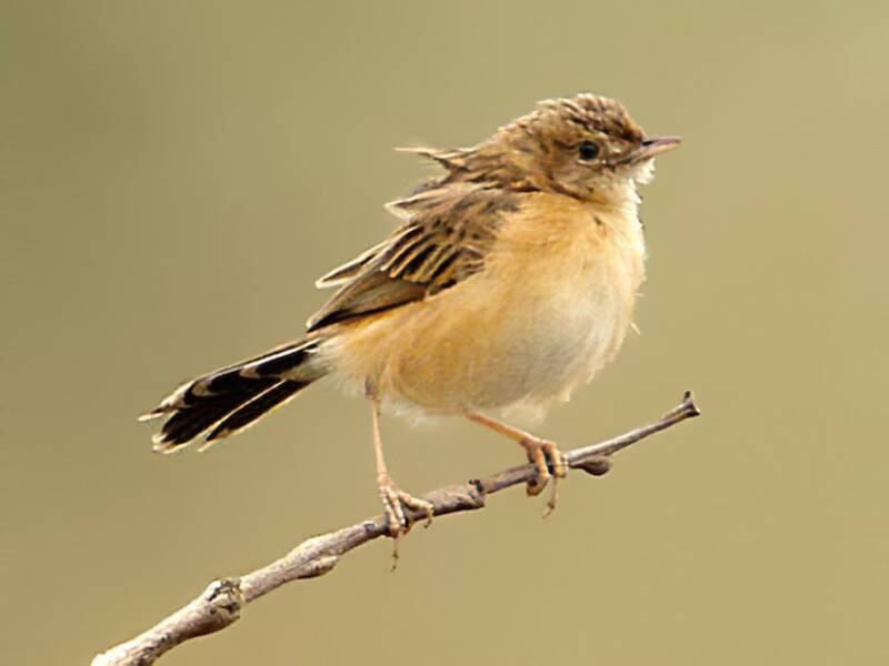 Dambo Cisticola