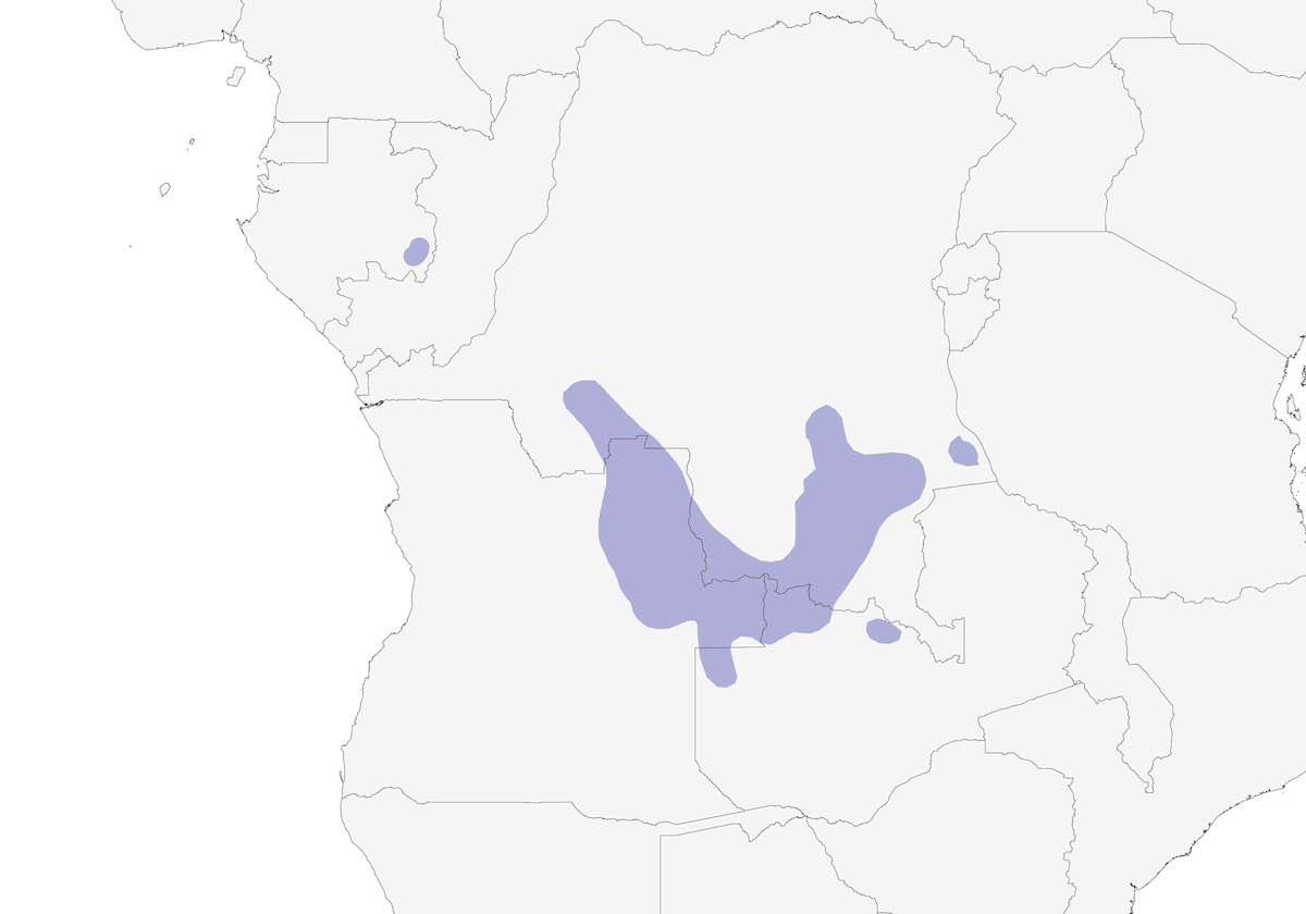 Dambo Cisticola, Distribution 1