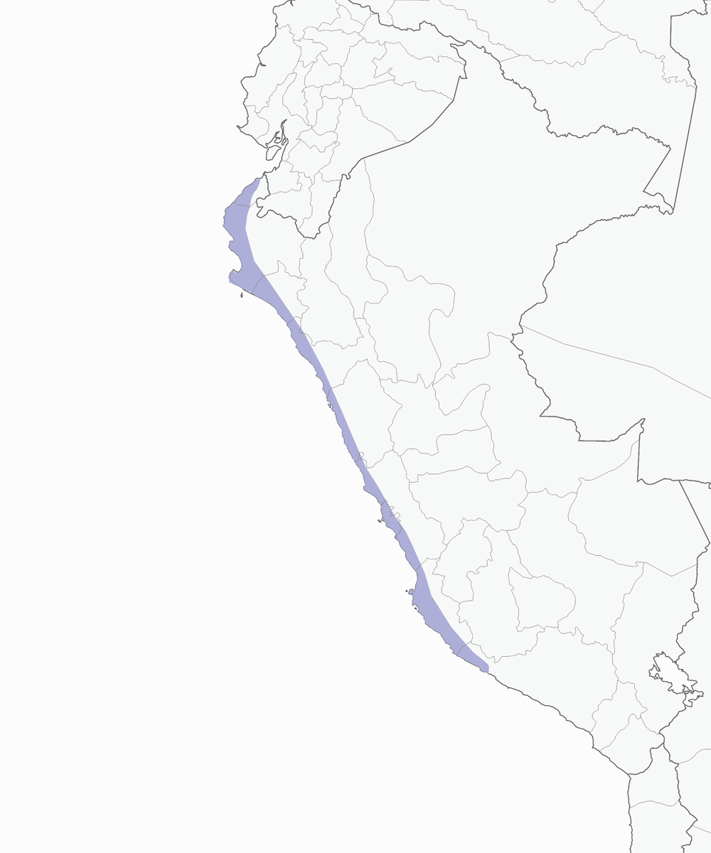 Géositte côtière, Distribution 1