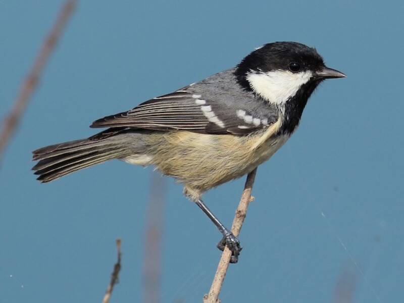Coal Tit, 照片 3