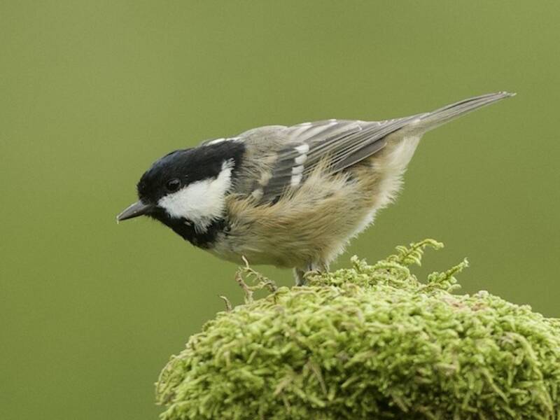 Coal Tit, 照片 2
