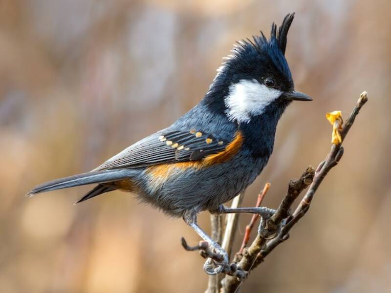 Coal Tit (Periparus ater)