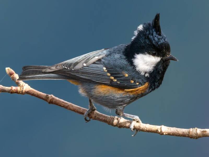 Coal Tit, 照片 4