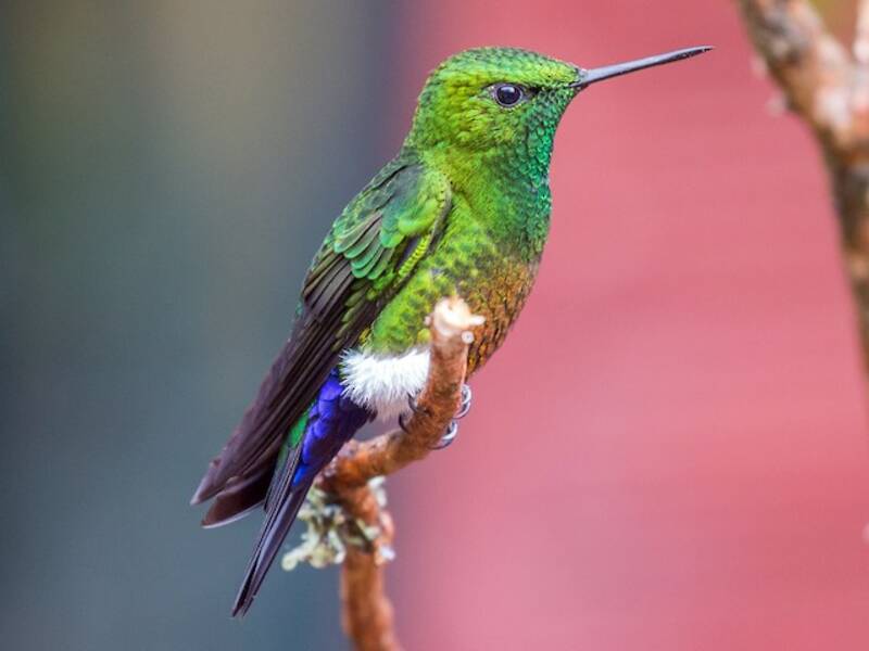 Coppery-bellied Puffleg, Photos 2