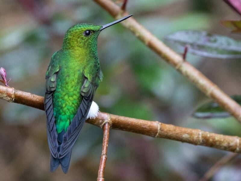Coppery-bellied Puffleg, Photos 3