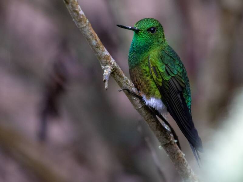 Coppery-bellied Puffleg, Photos 4