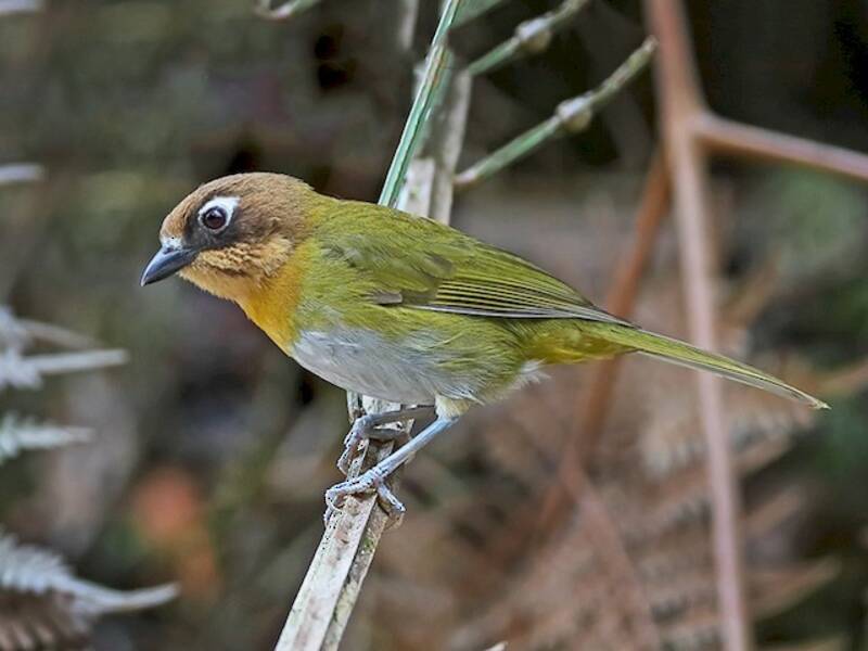 Chlorospin commun, Photos 2