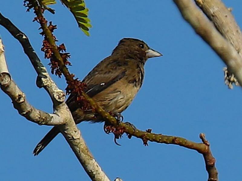 Cone-billed Tanager