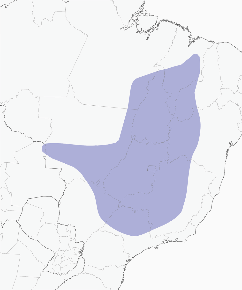 Charitospize huppé, Distribution 1