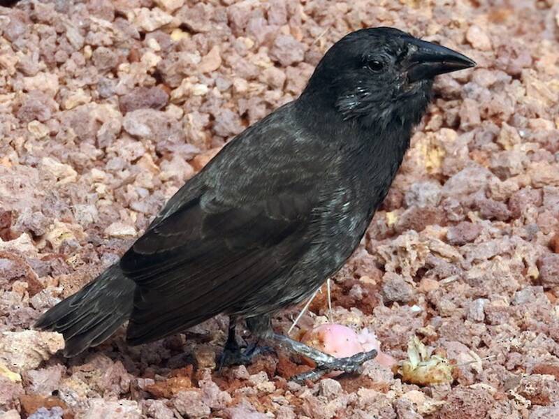 Common Cactus-Finch, Photos 2