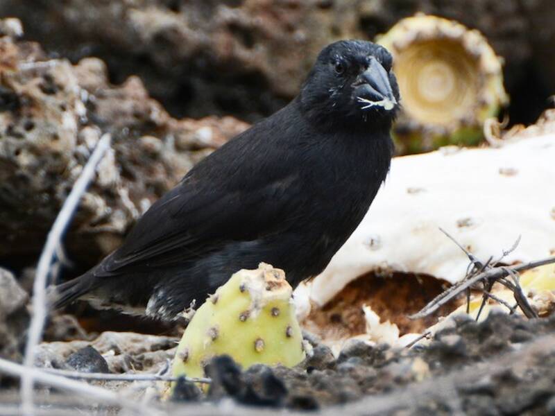 Common Cactus-Finch, Photos 3