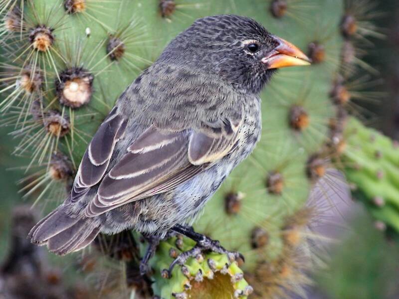 Common Cactus-Finch, Photos 4