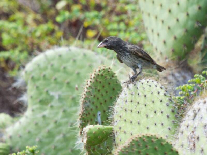 Fringuello delle Galapagos del cactus