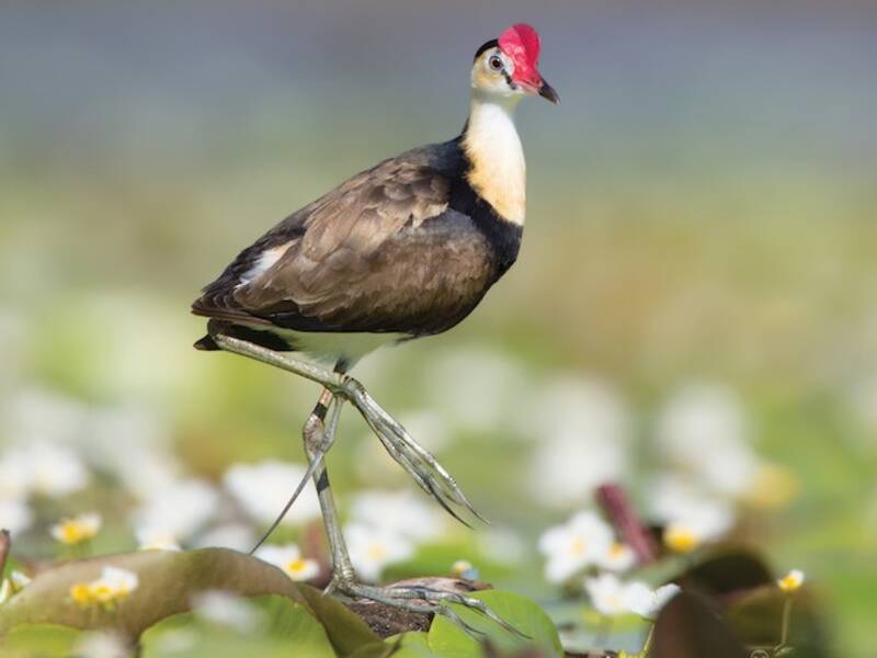 Jacana Cresticombada, Fotos 4