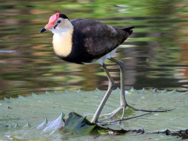 Comb-crested Jacana