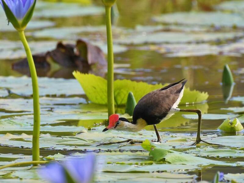Jacana Cresticombada, Fotos 3