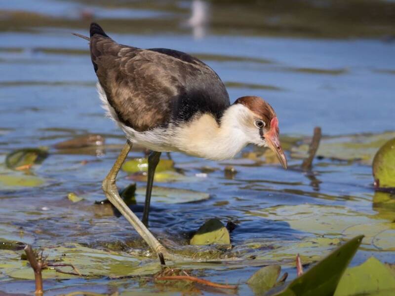 Jacana Cresticombada, Fotos 2