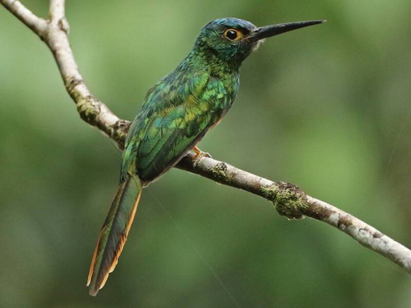 Jacamar dal petto ramato