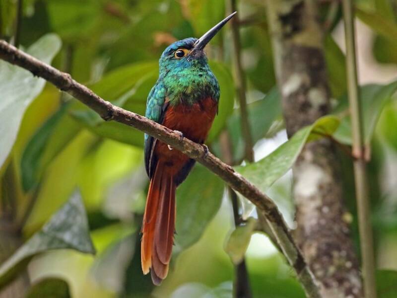 Jacamar dal petto ramato, Foto 3