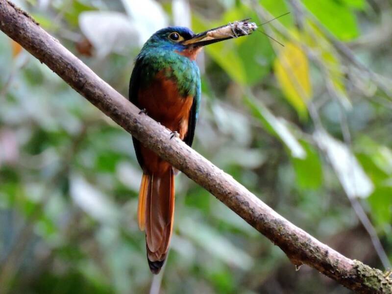 Jacamar dal petto ramato, Foto 4