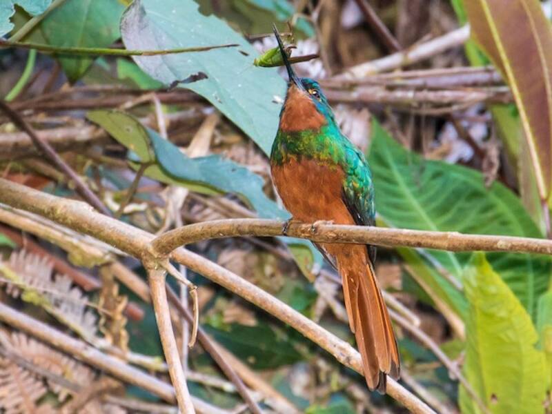 Jacamar dal petto ramato, Foto 2