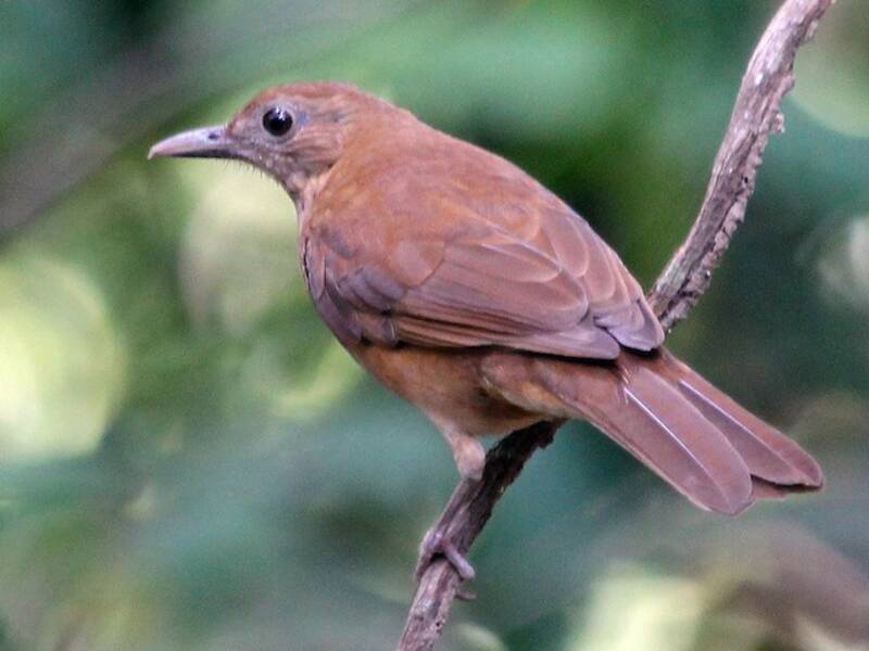 Tordo cacao, Foto 2