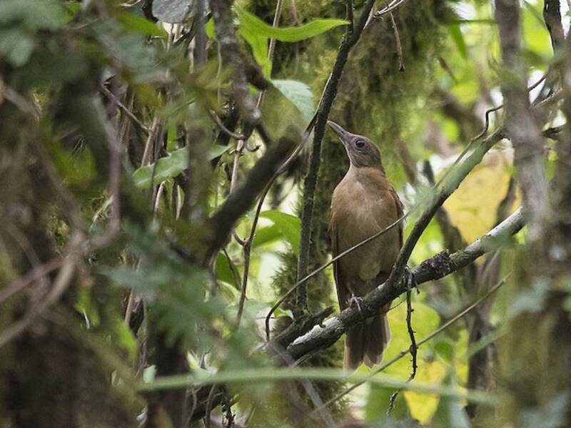 Tordo cacao, Foto 4
