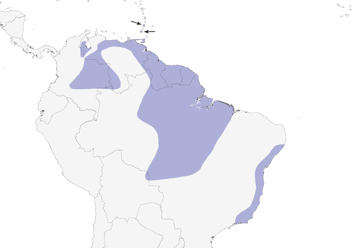 Tordo cacao, Distribuzione 1