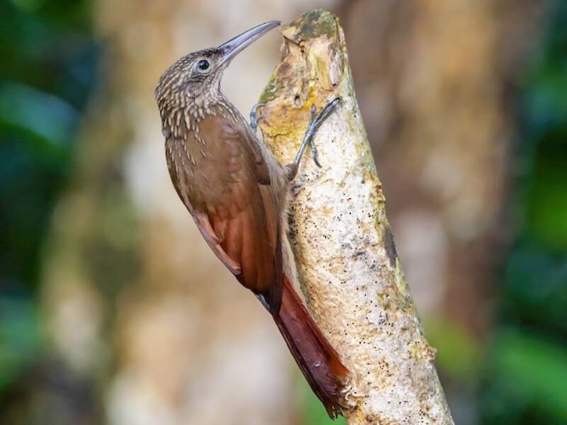 Cocoa Woodcreeper, 照片 4