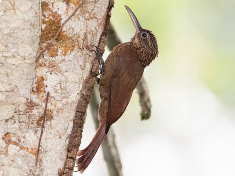 Cocoa Woodcreeper, 照片 2