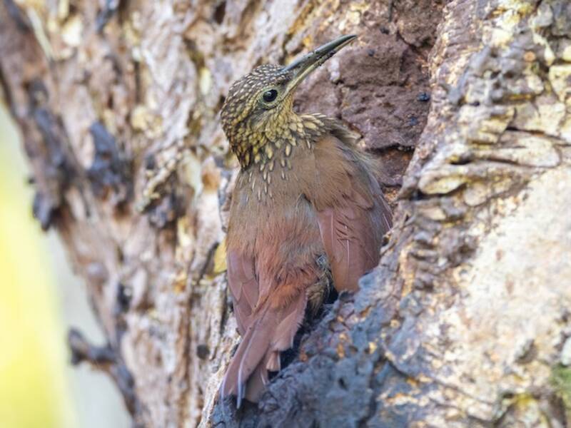 Cocoa Woodcreeper, 照片 3