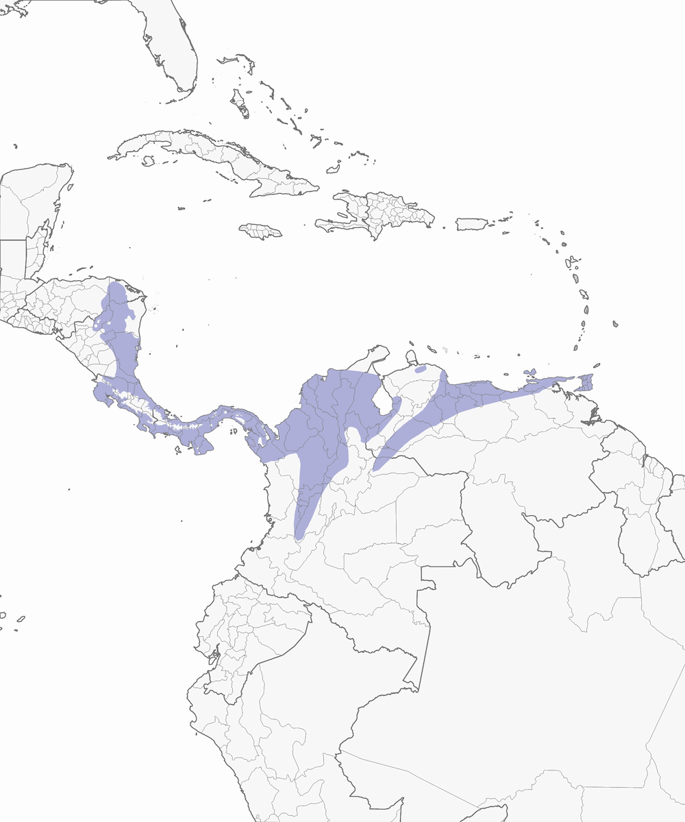 Cocoa Woodcreeper, 分布 1