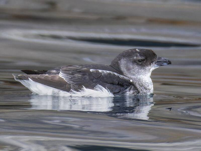 Petrello tuffatore comune, Foto 4